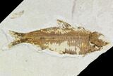 Fossil Fish Plate (Knightia) - Wyoming #108290-1